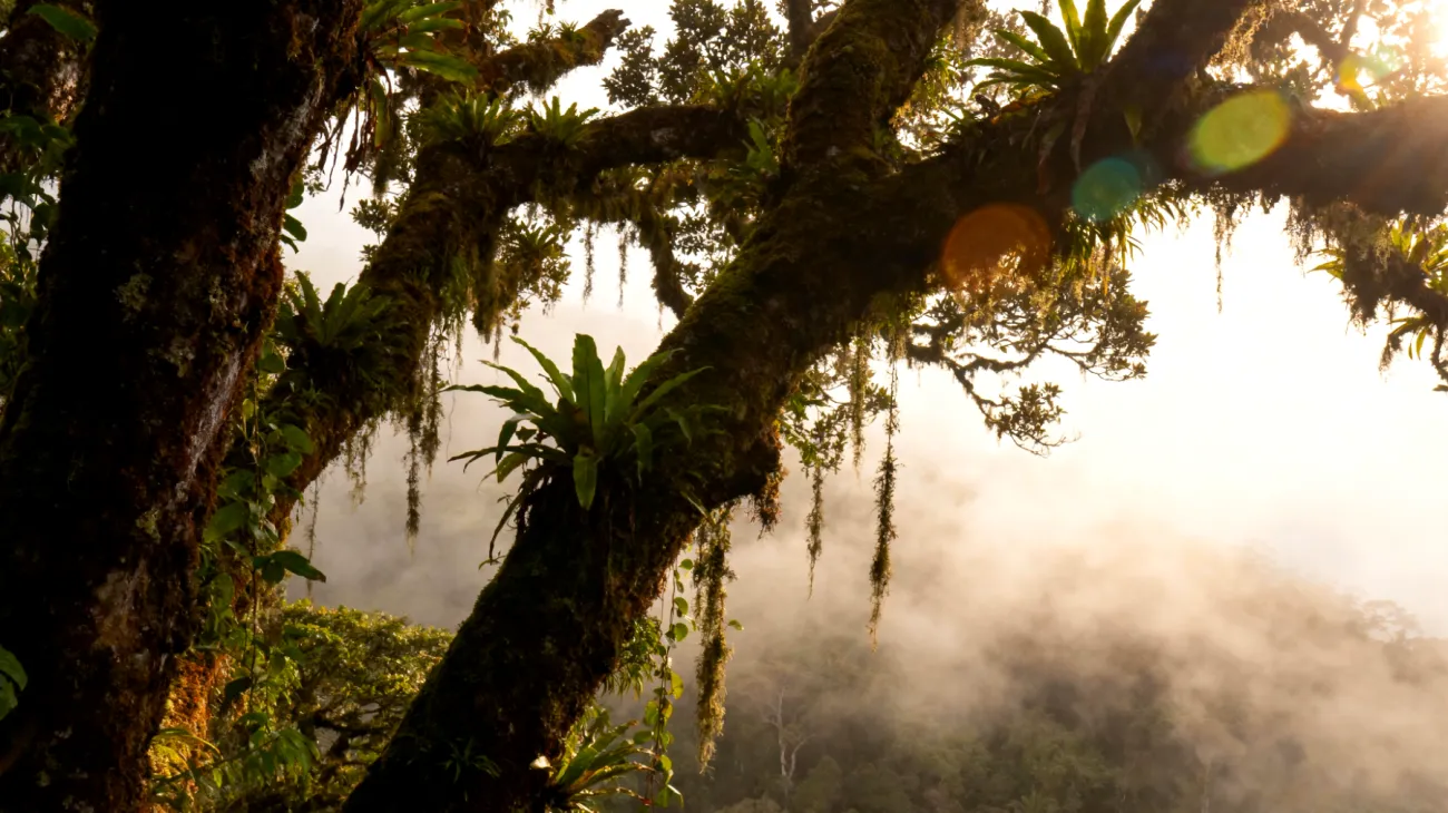 Monteverde"